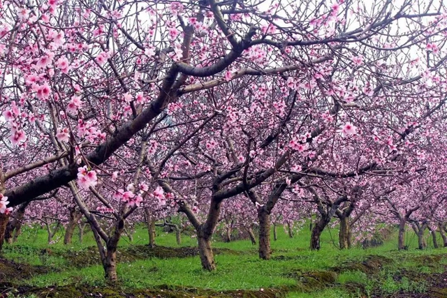 踏青赏花正当时,这份公交出行指南快收藏!(图5) 5.jpg