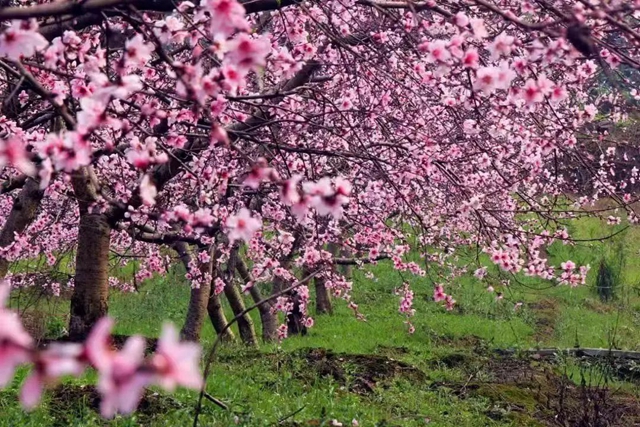 踏青赏花正当时,这份公交出行指南快收藏!(图6) 6.jpg