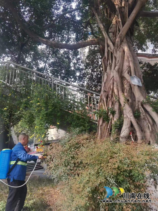 江阳区华阳街道:保护古树名木,弘扬生态文化(图1) afdbb18b648e2cb270a83aceeaeca48.jpg