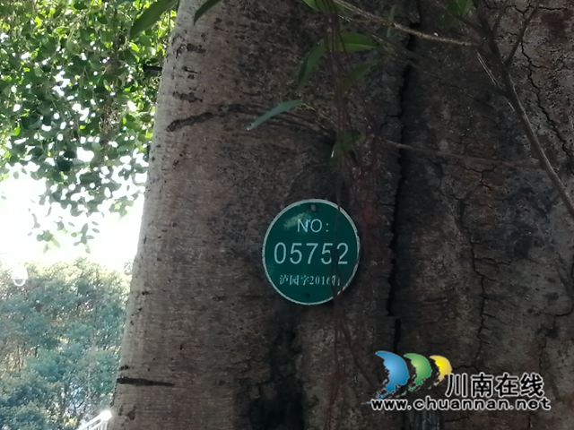 江阳区华阳街道:保护古树名木,弘扬生态文化(图2) 7cb1b2166ecbc4c52454f6a4ceb15ac.jpg