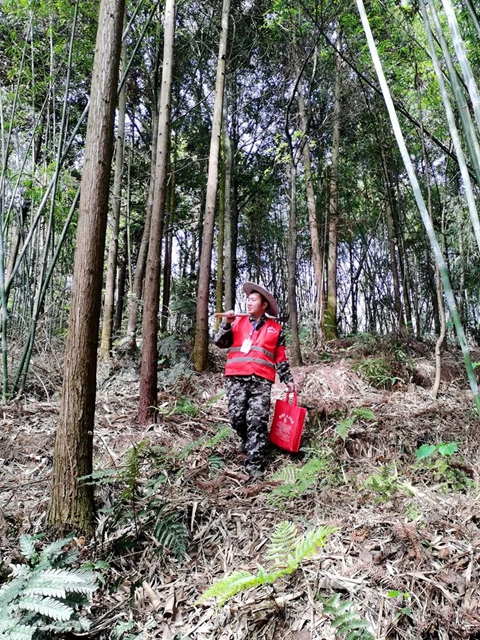 守护山林丨叙永县龙凤镇生态护林员获全国通报表扬