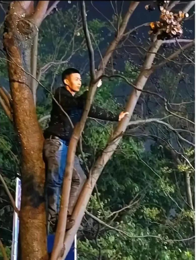 【泸州】“挂票哥”爬树看邓紫棋，结果摔成……