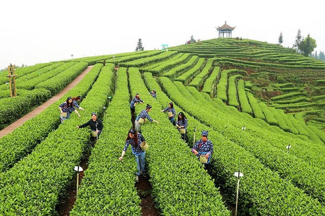 纳溪:茶园变景区,茶旅融合成就乡村振兴新传奇(图2) 4.jpg