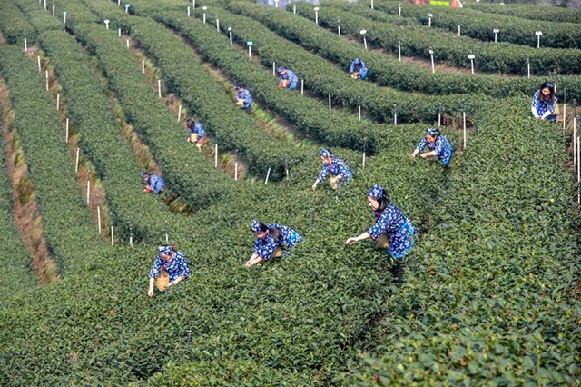 纳溪:茶园变景区,茶旅融合成就乡村振兴新传奇(图4) 6.jpg