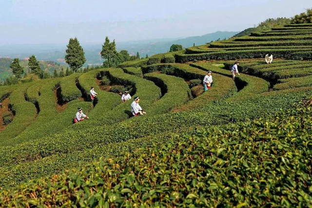 纳溪:茶园变景区,茶旅融合成就乡村振兴新传奇(图6) 8.jpg