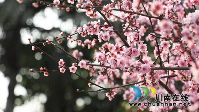 古蔺:春日暖阳里别样的小城(图14) 14.jpg