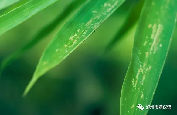 泸州市清明节文明祭扫倡议书