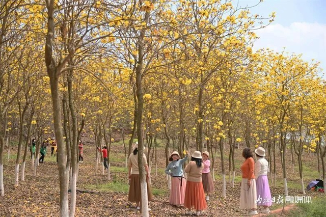 内自同城 | 超出片!内江这一大片金色花海等你来打卡(图4) 4.jpg