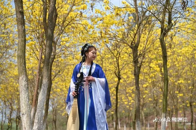 内自同城 | 超出片!内江这一大片金色花海等你来打卡(图6) 6.jpg