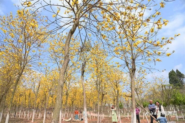 内自同城 | 超出片!内江这一大片金色花海等你来打卡(图1) 1.jpg