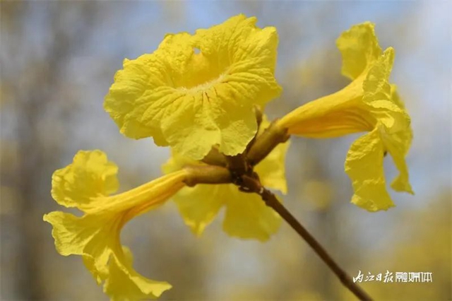 内自同城 | 超出片!内江这一大片金色花海等你来打卡(图3) 3.jpg