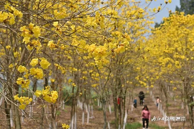 内自同城 | 超出片!内江这一大片金色花海等你来打卡(图9) 9.jpg