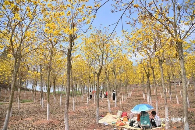 内自同城 | 超出片!内江这一大片金色花海等你来打卡(图8) 8.jpg