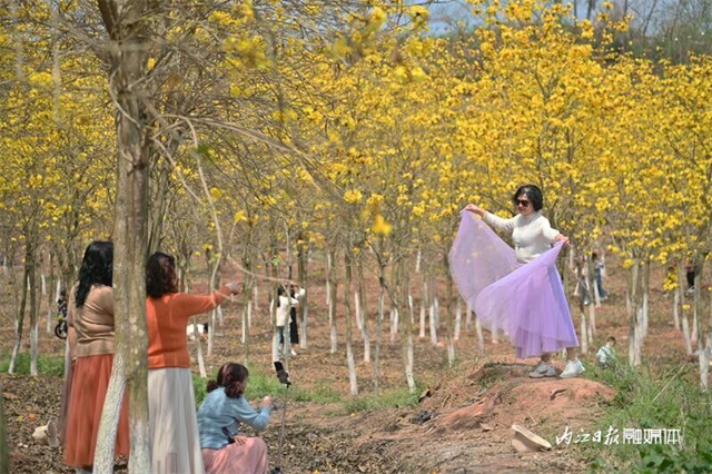 内自同城 | 超出片!内江这一大片金色花海等你来打卡(图10) 10.jpg