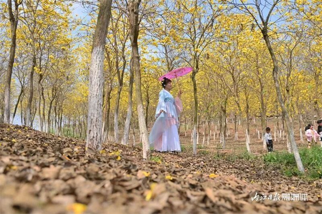 内自同城 | 超出片!内江这一大片金色花海等你来打卡(图12) 12.jpg