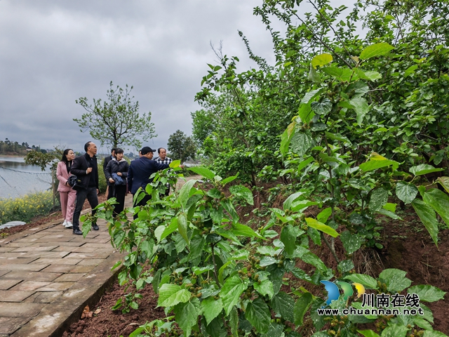 参观桑葚产业园（曾佐然摄）.jpg