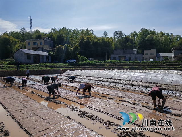 杂交水稻制种播种现场（曾佐然摄）.jpg
