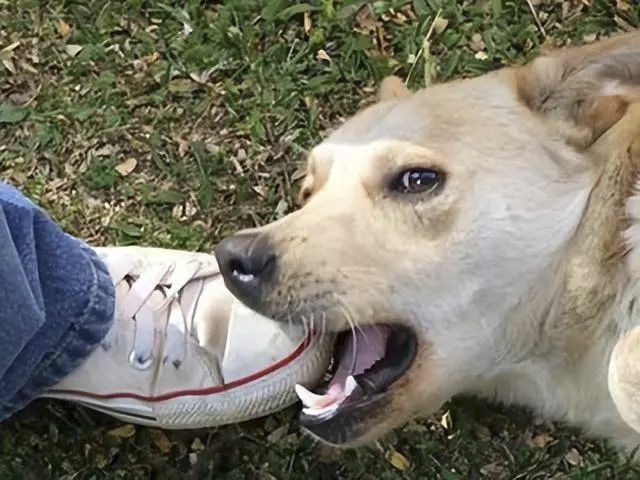 【关注】不止忠犬八公,还有恶犬伤人……(图2) 2.jpg