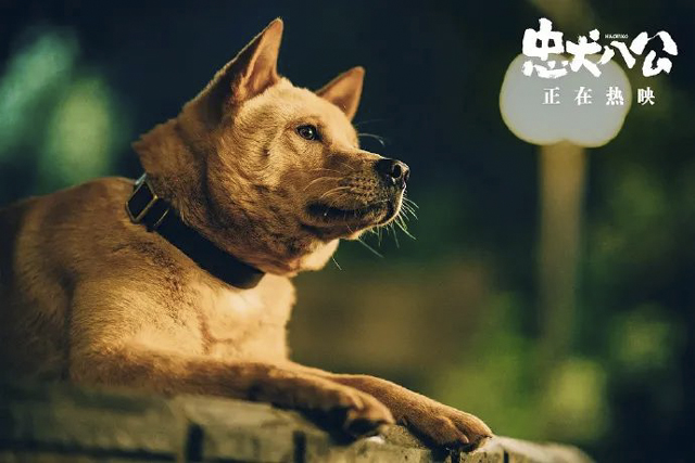 【关注】不止忠犬八公，还有恶犬伤人……