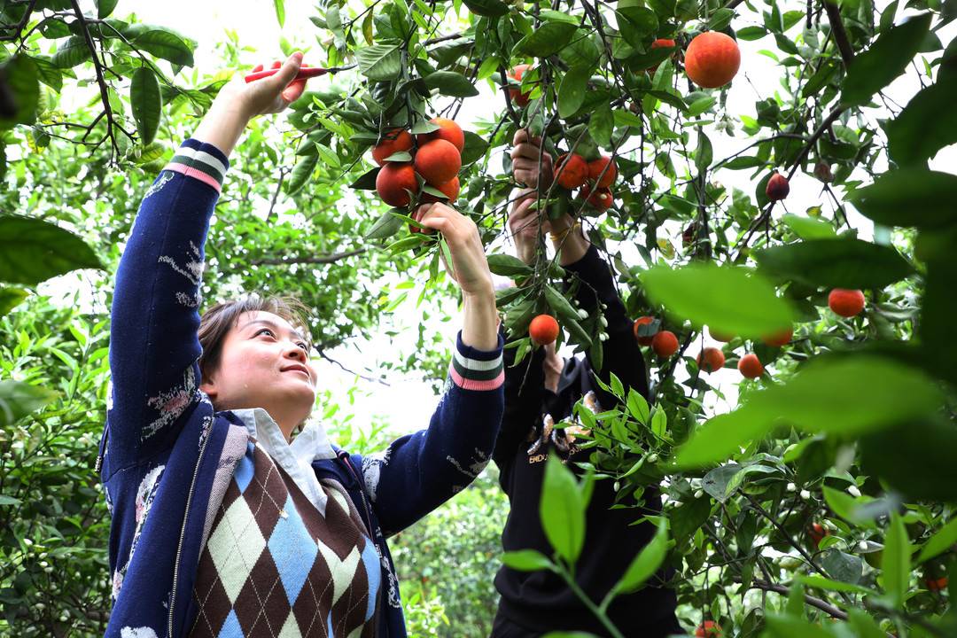 花果同枝!江阳晚熟柑橘错峰上市(图1) 1.jpg