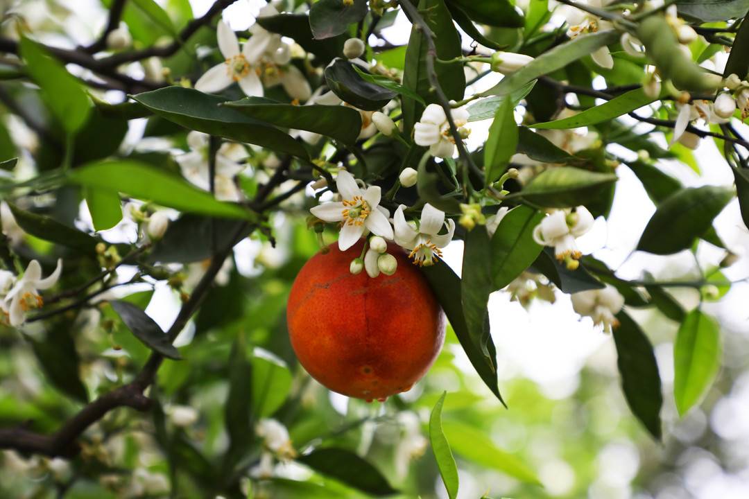 花果同枝!江阳晚熟柑橘错峰上市(图2) 2.jpg