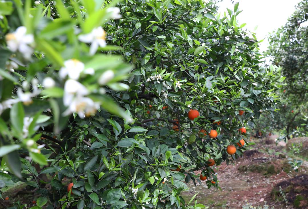 花果同枝!江阳晚熟柑橘错峰上市(图3) 3.jpg