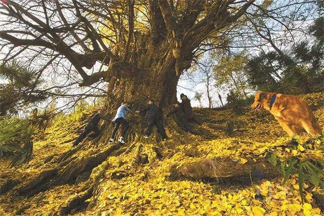 独木成林丨叙永这株千年银杏获评“四川十大树王”(图1) 1.jpg