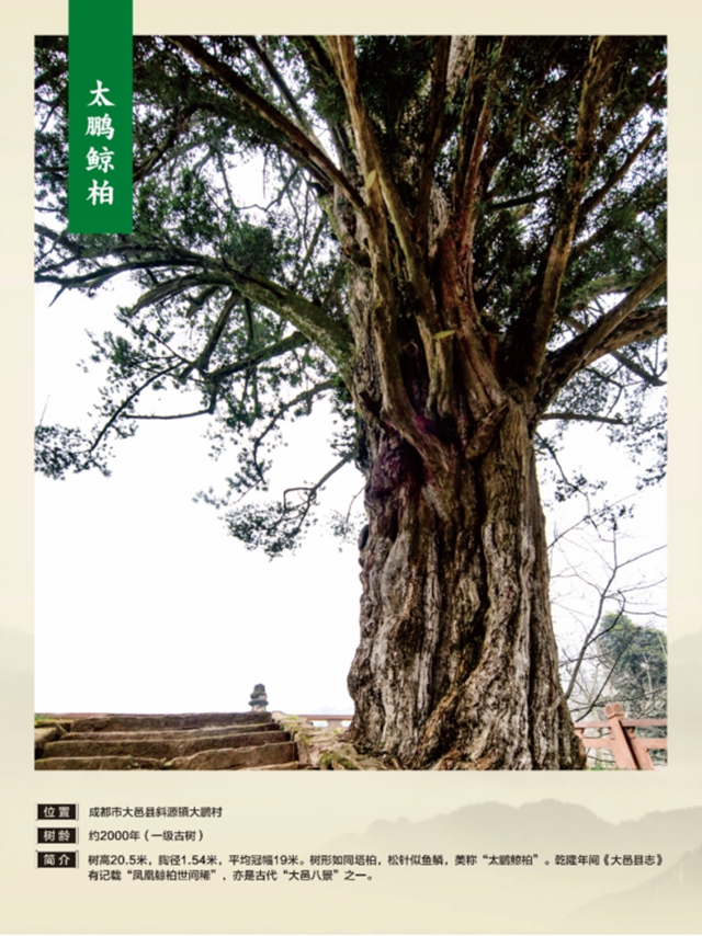 独木成林丨叙永这株千年银杏获评“四川十大树王”(图7) 7.jpg