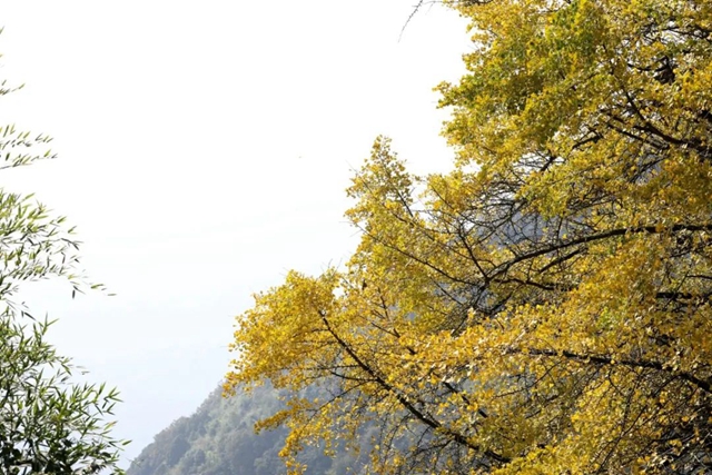 独木成林丨叙永这株千年银杏获评“四川十大树王”(图4) 4.jpg