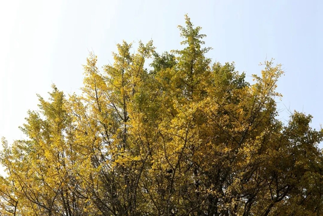 独木成林丨叙永这株千年银杏获评“四川十大树王”(图3) 3.jpg