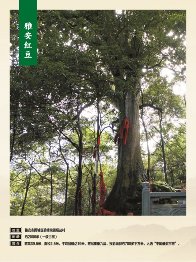 独木成林丨叙永这株千年银杏获评“四川十大树王”(图5) 5.jpg