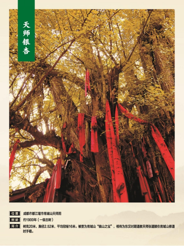 独木成林丨叙永这株千年银杏获评“四川十大树王”(图6) 6.jpg