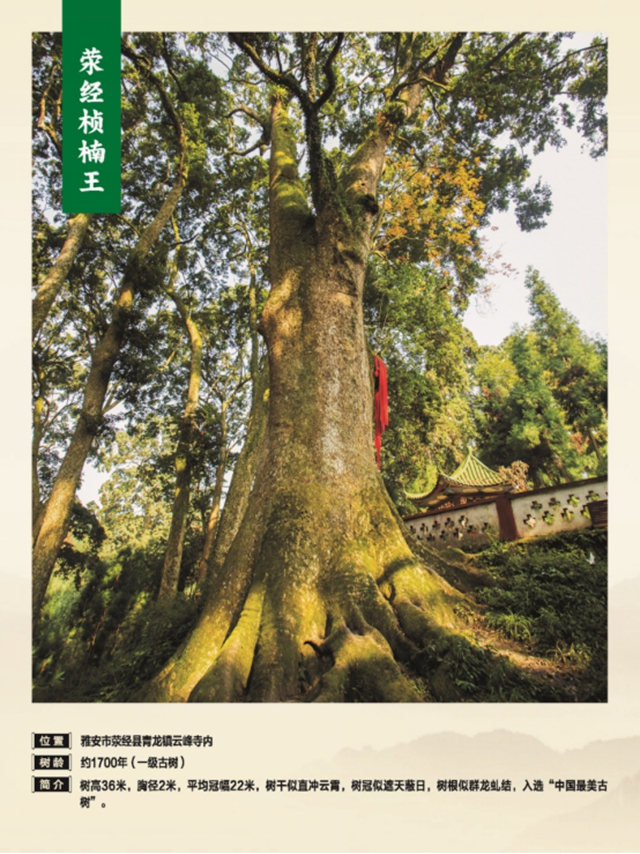 独木成林丨叙永这株千年银杏获评“四川十大树王”(图8) 8.jpg