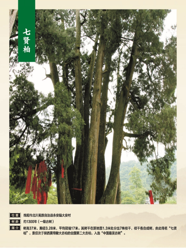 独木成林丨叙永这株千年银杏获评“四川十大树王”(图9) 9.jpg