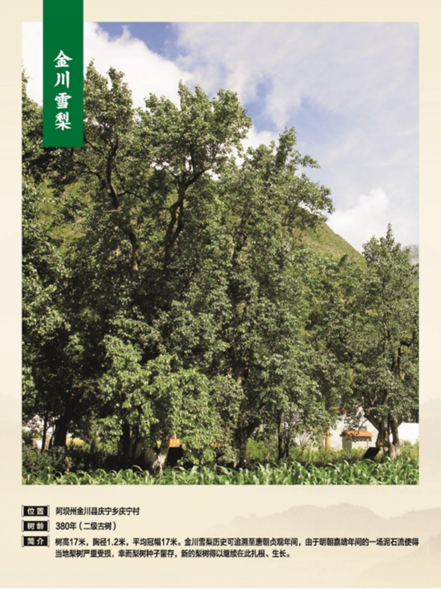 独木成林丨叙永这株千年银杏获评“四川十大树王”(图10) 10.jpg