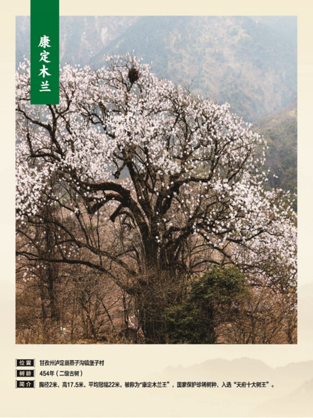 独木成林丨叙永这株千年银杏获评“四川十大树王”(图11) 11.jpg