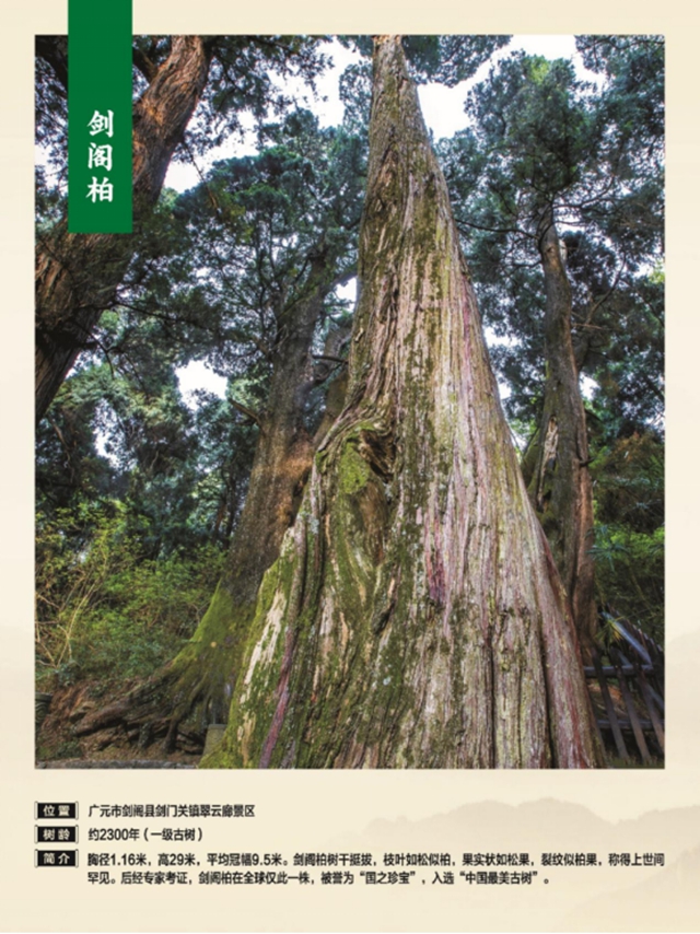 独木成林丨叙永这株千年银杏获评“四川十大树王”(图12) 12.jpg