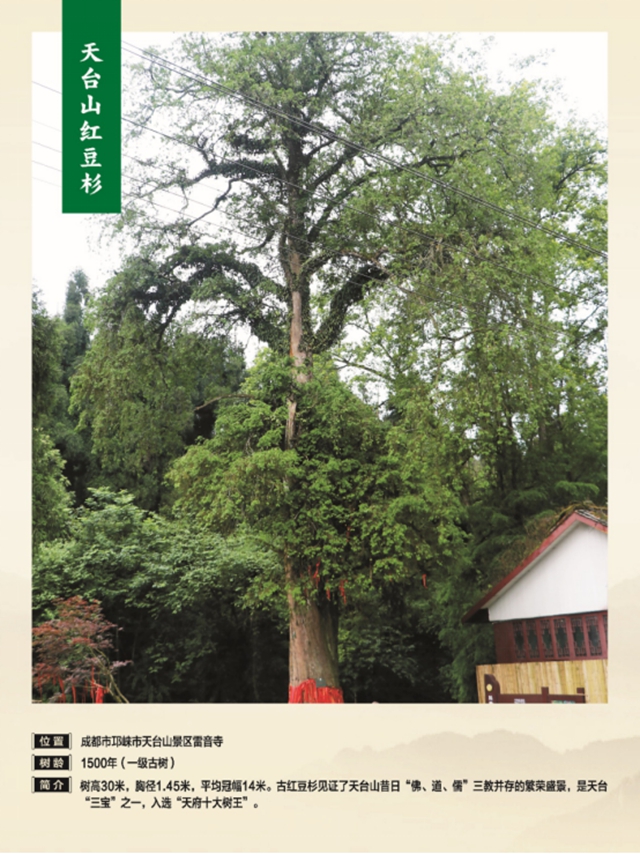 独木成林丨叙永这株千年银杏获评“四川十大树王”(图13) 13.jpg