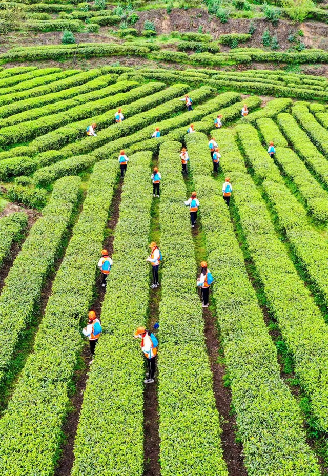 古蔺县开展泸州40正当红 “酱心古蔺 得意之城”主题摄影活动(图15) 15.jpg