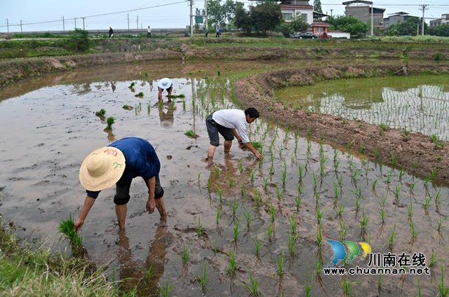 4-项目区群众抢农时插栽水稻.jpg