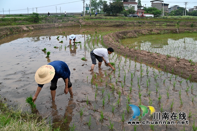 4-项目区群众抢农时插栽水稻.jpg