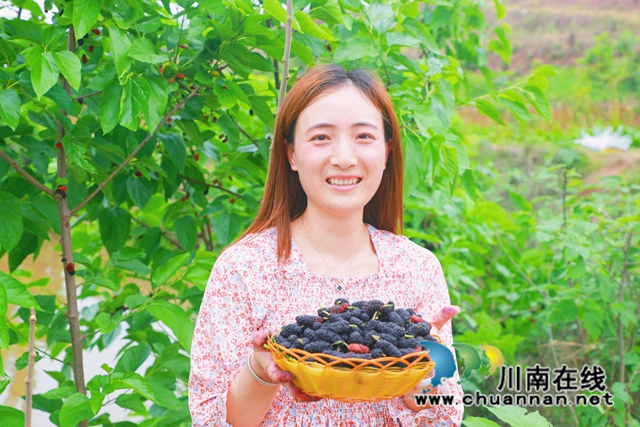 泸县天兴：“葚”是甜蜜！这里的桑葚熟啦，等你来摘！