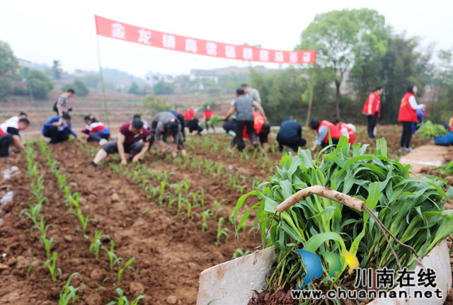 4月16日，在泸州市龙马潭区金龙镇有机糯红高粱集中移栽现场，记者看到，一株株刚入土的高粱新苗在微风下轻轻摇曳，村民们正忙着高粱移栽，挖坑、放苗、栽苗等，一切井然有序。+(1).jpg