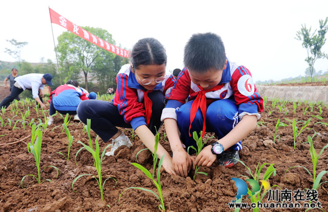 孩子们学着栽高粱苗.jpg