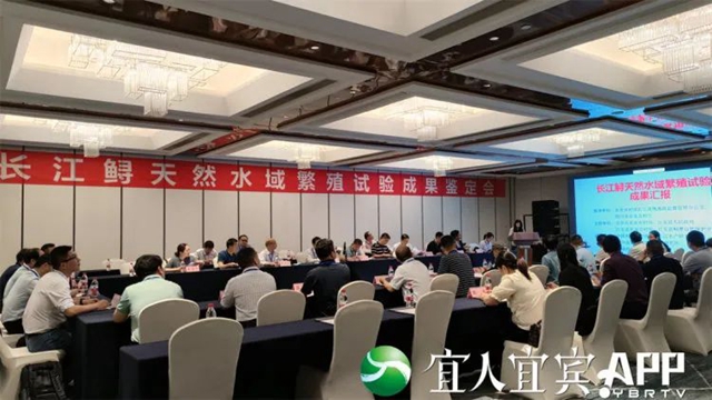 鲟１.jpg