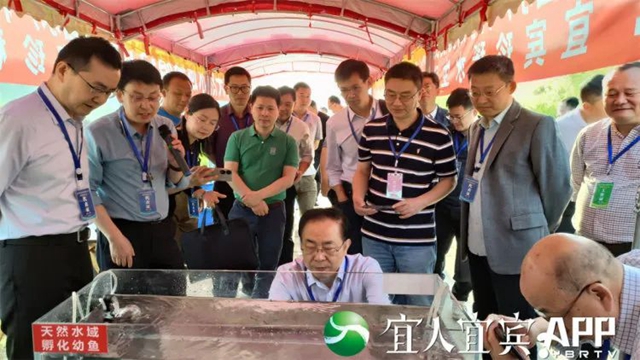 鲟４.jpg
