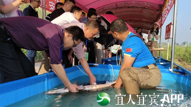 鲟３.jpg