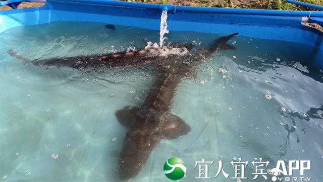 鲟５.jpg
