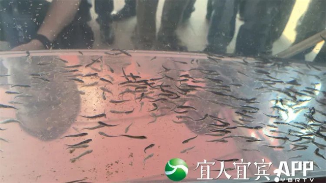 鲟７.jpg
