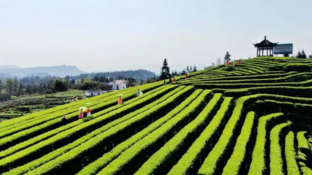前景1.jpg